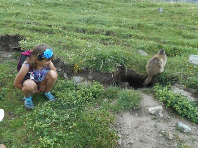 Une marmotte vraiment pas farouche -Refuge de Chamoissière – Villar d’Arène – La GraveRefuge de Chamoissière