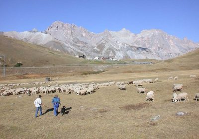 Le pastoralisme ovin dans les Alpes du Sud : entre opportunités et vulnérabilités