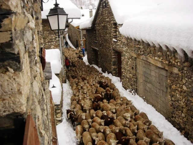 Echapée de moutons dans Besse !