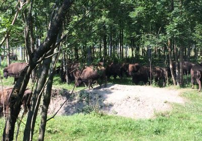 Visite : La Ferme aux Bisons
