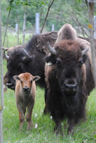 Ferme des bisons de l’Oisans