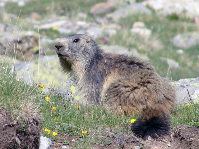 Marmotte au Lauvitel