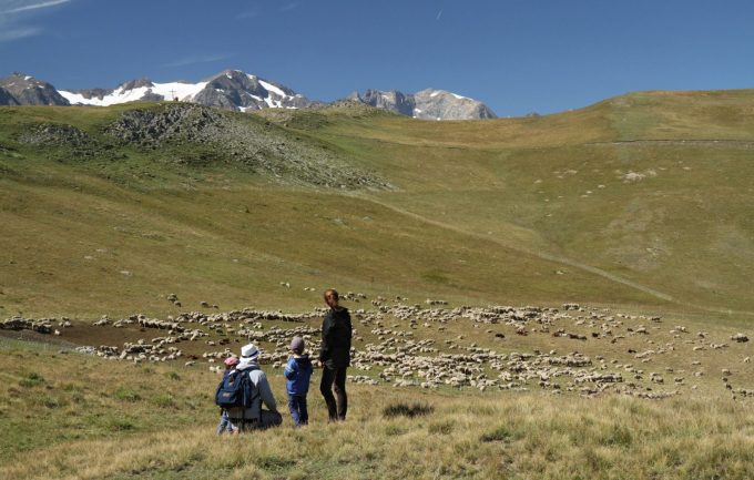 Alpage et troupeau sur le plateau d’Emparis